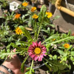 Vivero La Margarita