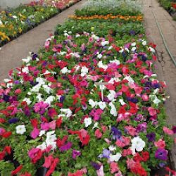 Vivero La Primavera