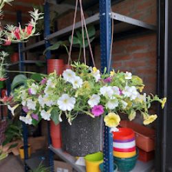 Vivero Las Arecas