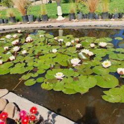 Vivero Las Calandrias
