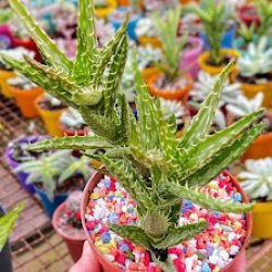 Vivero Las Durantas (horarios De Atención Pueden Variar Días De Lluvia)