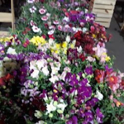 Vivero Las Lilas
