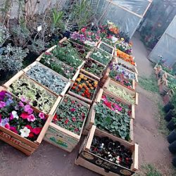 Vivero Las Margaritas