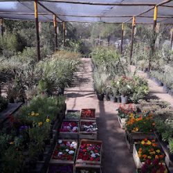 Vivero Las Marias
