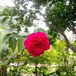 Vivero
