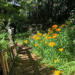 Vivero Lenga