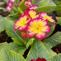 Vivero Lila