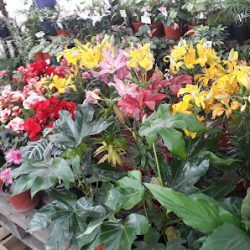 Vivero Línea Verde - San Rafael