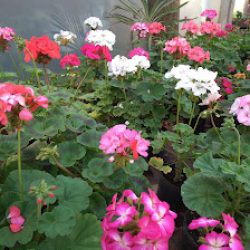 Vivero Lluvia De Oro Flores Y Plantas