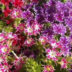 Vivero Locas Por Las Plantas
