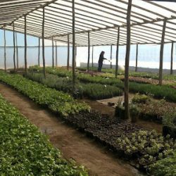 Vivero Los Chañares