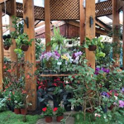 Vivero Los Robles