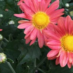 Vivero Luna