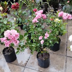 Vivero Mainumby