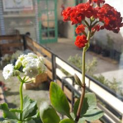 Vivero Majen