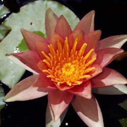 Vivero Marra
