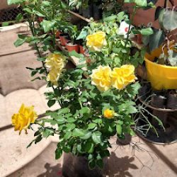 Vivero Mica Flor