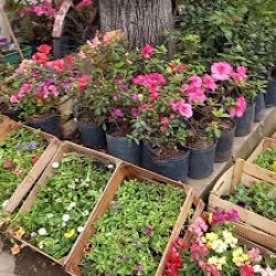 Vivero Mil Rosas