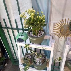 Vivero Mis Tres Soles Original