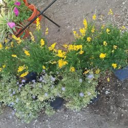 Vivero Mitre
