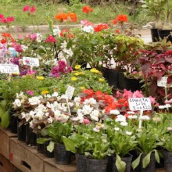 Vivero Moimio Plantas