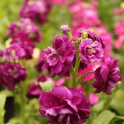 Vivero Morguen