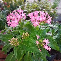 Vivero Natural