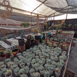 Vivero Paraiso De Suculentas