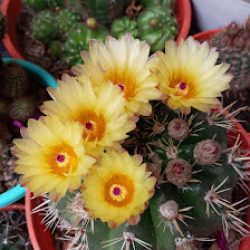 Vivero Paso De Los Andes