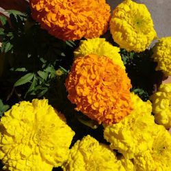 Vivero Proyecto Verde