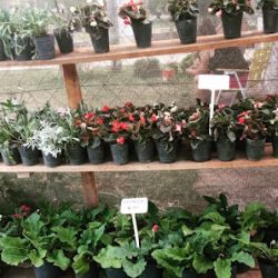 Vivero Raíces