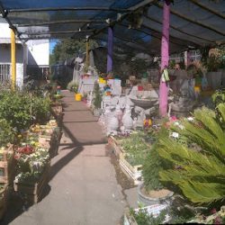 Vivero San Cayetano