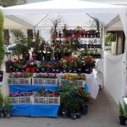 Vivero San Luis
