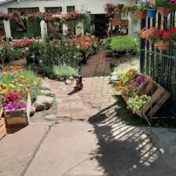 Vivero Santa Rosa