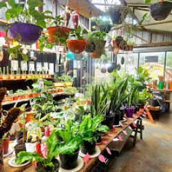 Vivero Solo Tu Only You