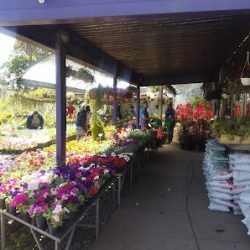 Vivero Sumire