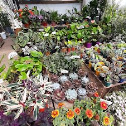 Vivero Tomorrowland