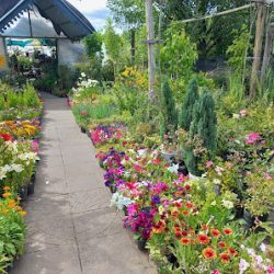 Vivero Trevelin