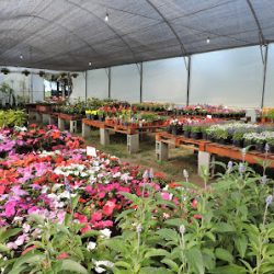 Vivero Victoria
