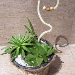 Vivero Y Floreria 