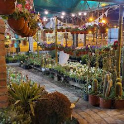Vivero Y Floreria El Ceibo