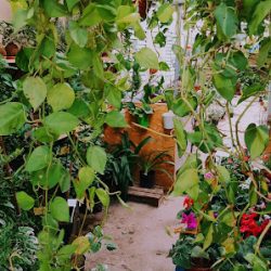 Vivero Y Floreria La Casa De Kayra