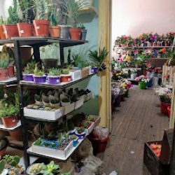 Vivero Y Floreria La Germinadora