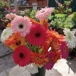 Vivero Y Floreria Las Rosas