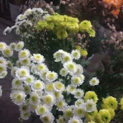 Vivero Y Florería 