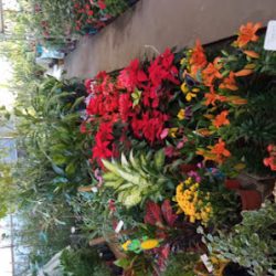 Vivero Y Floreria Yelen