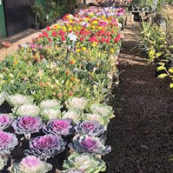 Vivero Yami