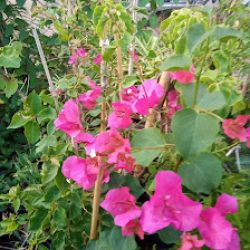 Vivero0es3