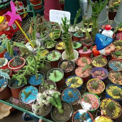 Vivero's - Florece Tu Hogar